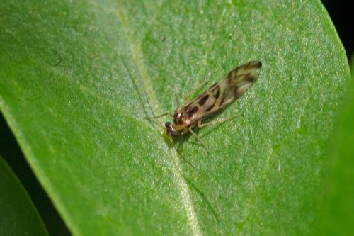 Graphopsocus cruciatus