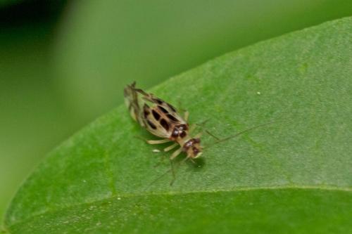 Graphopsocus cruciatus