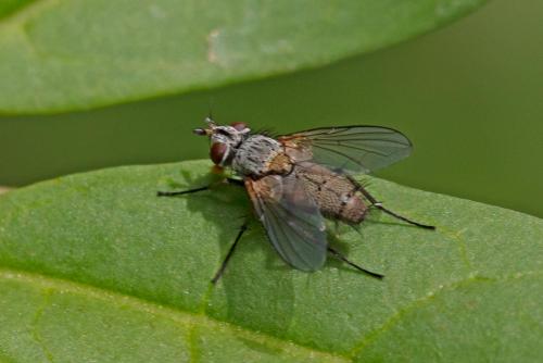 Solieria pacifica