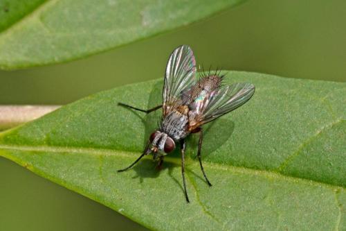 Solieria pacifica