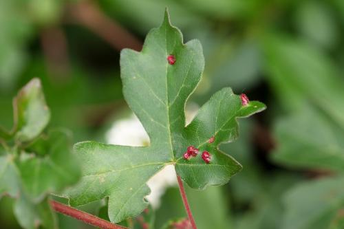 Réf. 303 262 : Aceria macrorhyncha