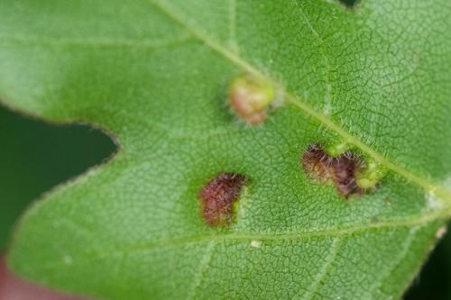 Aceria macrorhyncha