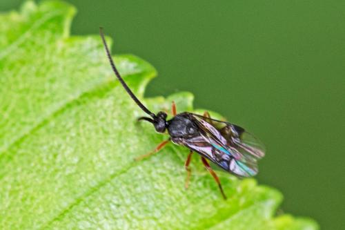 Réf. 303 490 : Microgastrinae inconnu