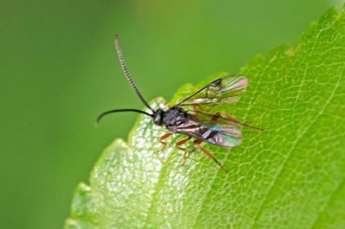 Réf. 303 489 : Microgastrinae inconnu