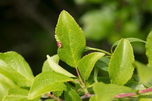 Putoniella pruni