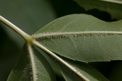 Dasineura fraxini