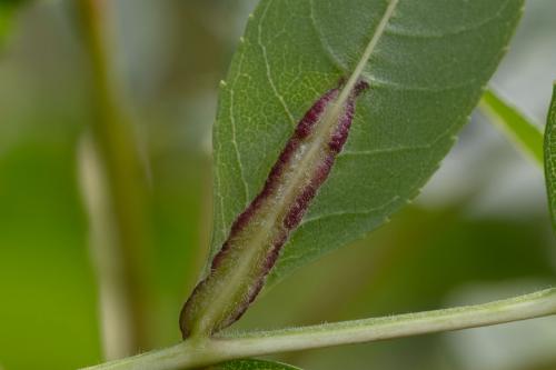 Réf. 303 264 : Dasineura fraxini