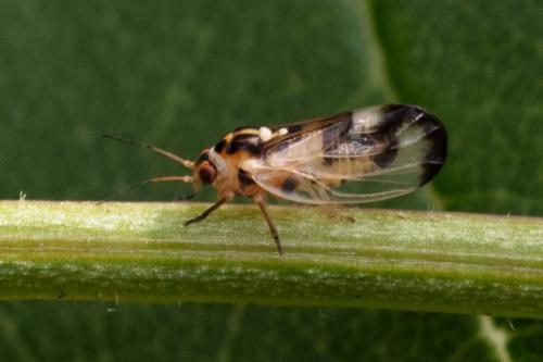 Psyllopsis fraxini
