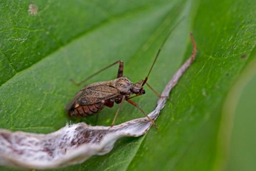 Réf. 303 416 : Closterotomus fulvomaculatus