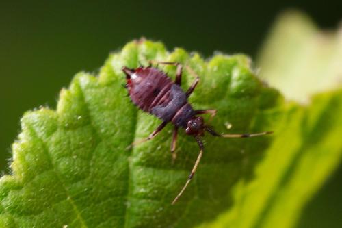 Réf. 303 417 : Deraeocoris ruber