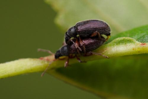 Réf. 303 419 : Phyllobius oblongus