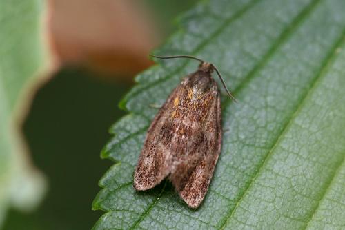 Réf. 303 427 : Ptycholoma lecheana