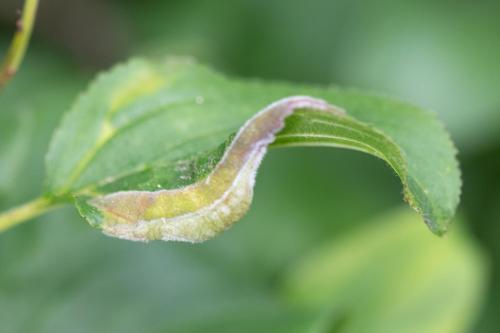 Réf. 303 432 : Trichochermes walkeri
