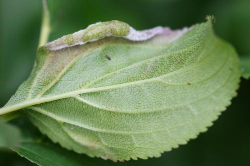 Réf. 303 433 : Trichochermes walkeri