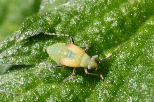 Réf. 303 448 : Plagiognathus arbustorum