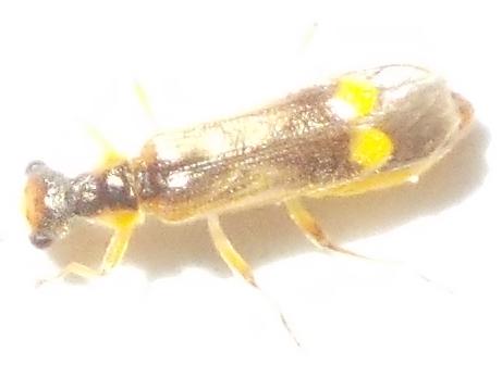 Réf. 303 599 : Malthinus sp.