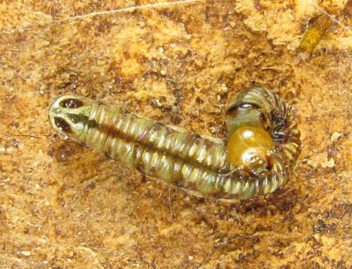 Réf. 303 898 : Cephalcia alpina