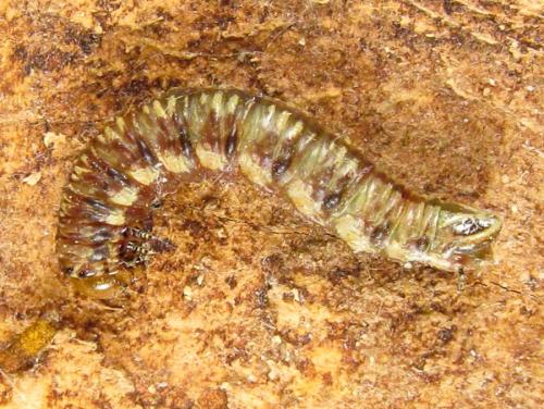 Cephalcia alpina