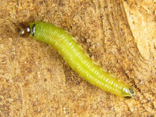 Cephalcia alpina