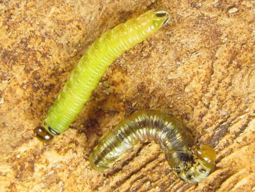 Réf. 303 901 : Cephalcia alpina
