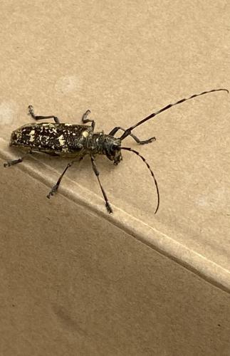 Réf. 303 385 : Monochamus sartor