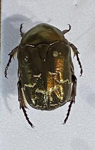 Réf. 303 295 : Protaetia cuprea bourgini
