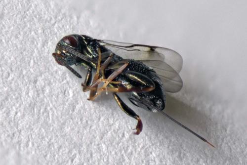 Réf. 303 652 : Monodontomerus sp.