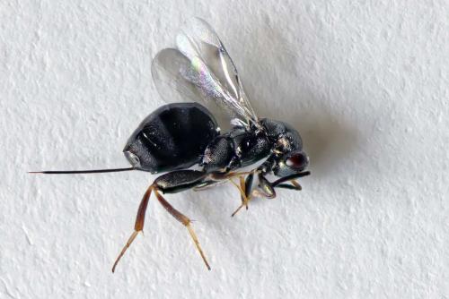 Réf. 303 653 : Monodontomerus sp.