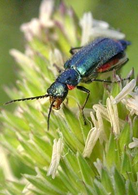 Malachius sp.