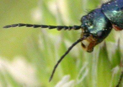 Réf. 303 755 : Malachius sp.