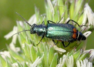 Malachius sp.