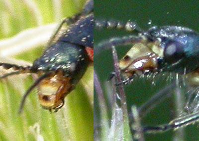 Réf. 303 756 : Malachius sp.