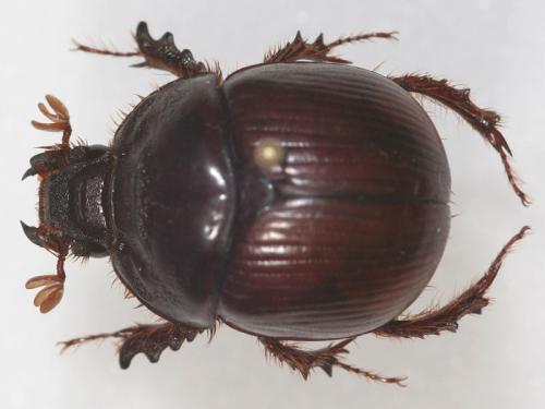 Bolbaffer sp.