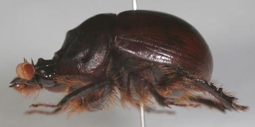Bolbaffer sp.