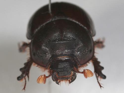 Bolbaffer sp.