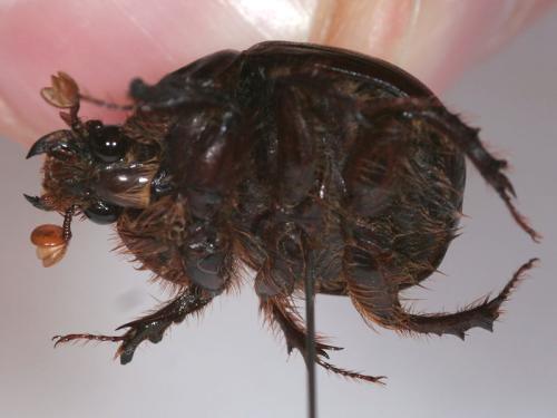 Bolbaffer sp.