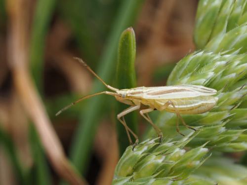 Acetropis gimmerthalii