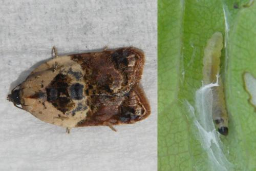 Réf. 303 510 : Acleris variegana
