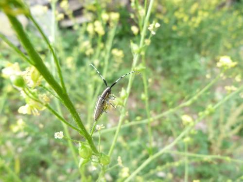 Agapanthia suturalis