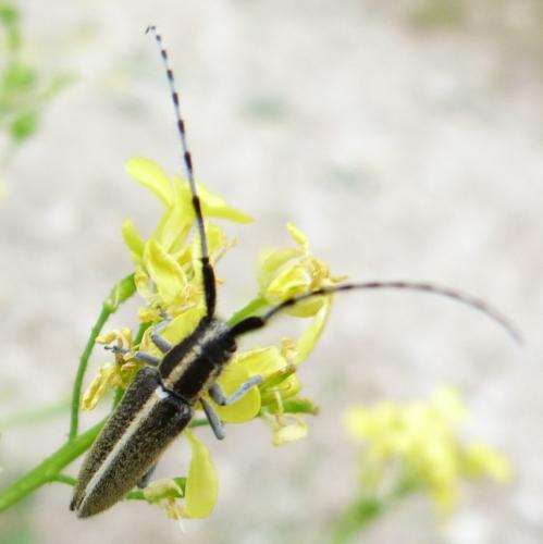 Agapanthia suturalis