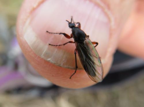 Bibio pomonae