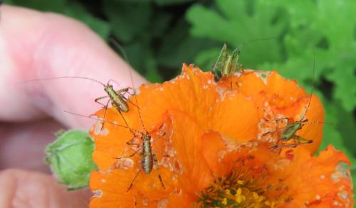 Phaneroptera sp.