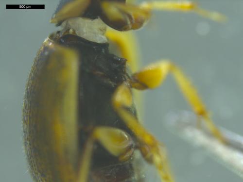 Laccobius bipunctatus