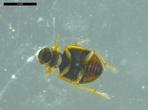 Laccobius bipunctatus