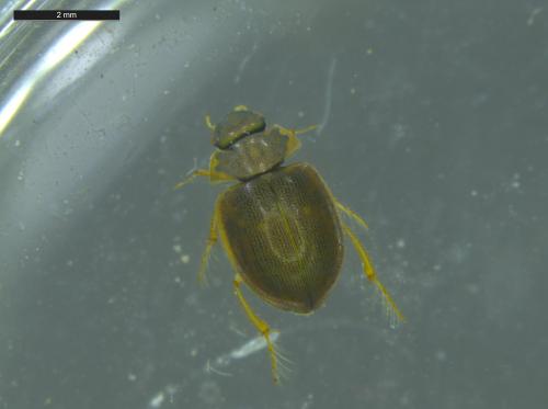 Laccobius bipunctatus