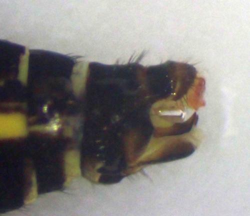 Venustoraphidia nigricollis