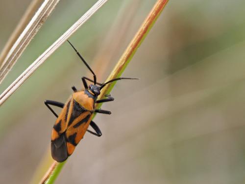 Brachycoleus triangularis