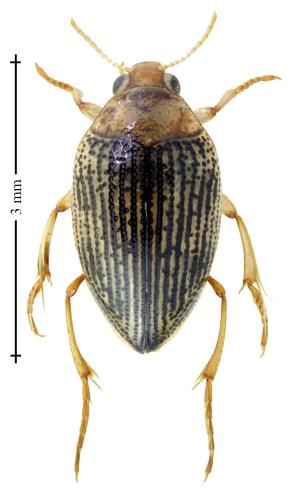 Réf. 303 352 : Haliplus immaculatus