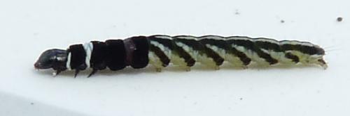 Réf. 303 013 : Helcystogramma lutatella
