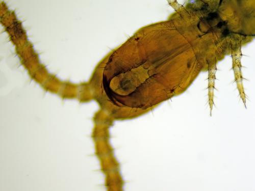 Hydroschendyla submarina